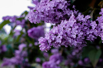 Obraz premium purple flowers on the garden