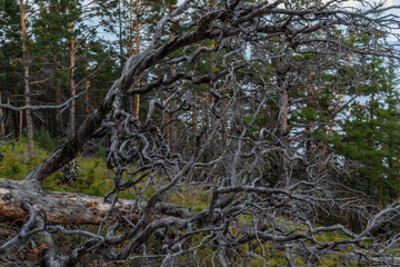 Dry dead tree with twisting branches after fire, felled, lies in light grass. Green pine trees forest background. Baikal nature.