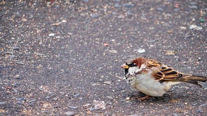 Sparrow bird with one eye on a stoned street. color