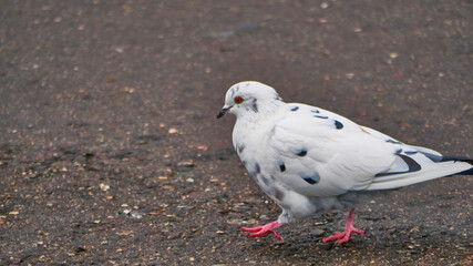 Portrait of a common white pigeon. color