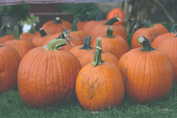 Pumpkins and mini gourds with fall background. Colorful ornamental gourds and pumpkins.
