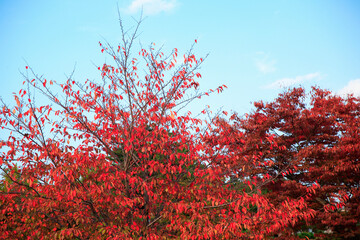 桜紅葉