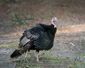 Wild turkey photo stock. Wild turkey close-up profile view in its environment and habitat displaying tail feathers, head, beak, legs, plumage with a blur background. Image. Picture. Portrait.