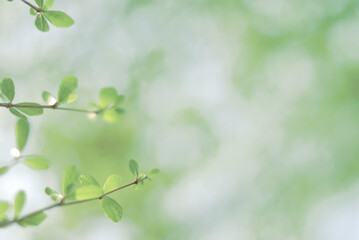 Aesthetic light and color of young green leaves in natural pastel tone morning light. Soft natural image background.
