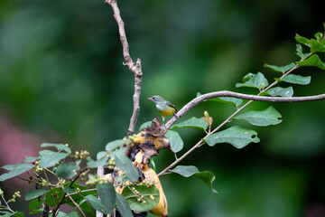 Orange - bellied Flowerpecker