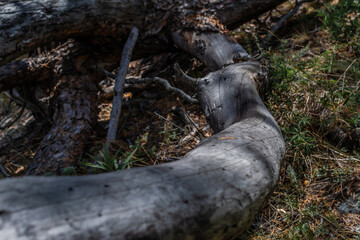 Dry dead gray smooth twisted tree trunk after fire, felled, lies in green grass. Sun light, shadows.