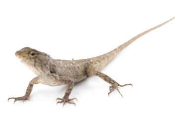Thai chameleon on white background