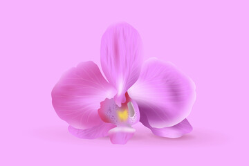 Fototapeta na wymiar Tender realistic pink orchid flower isolated on pastel pinkish background in vector illustration 