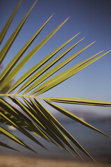 Palm tree close-up on the background of the sea and the beach.