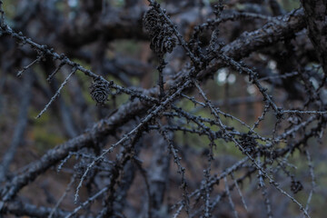 Dark gray burnt branches with small cones of Baikal coniferous tree after fire.