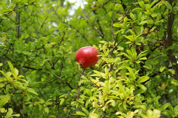 Grenadier et son fruit