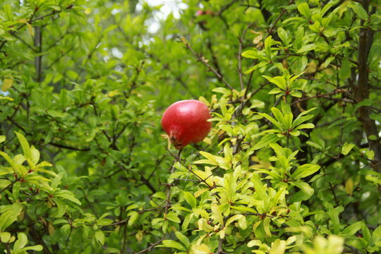 Grenadier Et Son Fruit