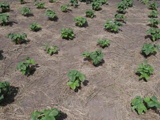 bed with strawberries. Summer. Village.
