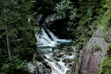 forest in the Tatra Mountains