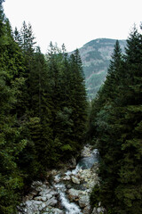 forest in the Tatra Mountains