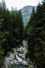 Fototapeta na wymiar forest in the Tatra Mountains