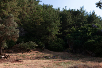A wall of tall green bushes or trees
