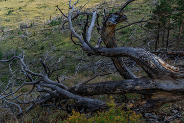 Dry dead gray curves twisted baikal tree with branches felled after fire, lies on slope of mountain. Top view. Tragedy