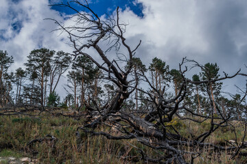 Obraz na płótnie Canvas Dry dead gray trees with branches felled after fire, lies in grass on slope of mountain. Green pine trees forest and blue sky with clouds background. Bottom view. Baikal nature.