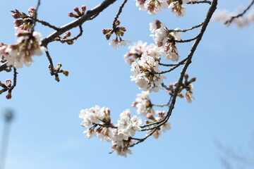 Beautiful and cute white cherry blossoms (sakura) and flower buds against blue sky, wallpaper background