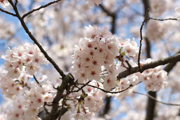 Beautiful and cute pink cherry blossom (sakura) against blue sky, wallpaper background, soft focus