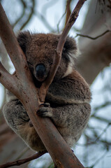 koala in tree