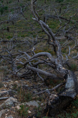 Dry dead gray curves twisted baikal tree with branches felled after fire, lies on slope of mountain. Top view