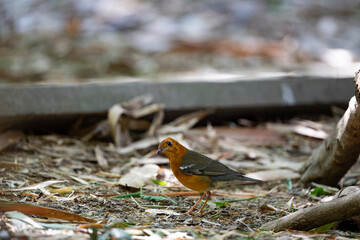 Orange - headed Thrush