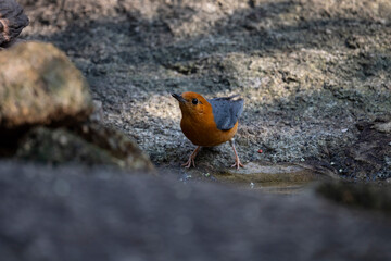 Orange - headed Thrush