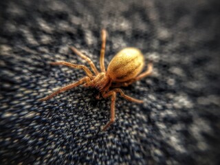spider