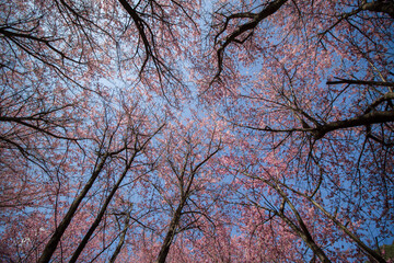 Beautiful pink cherry blossom flowers against blue sky, high angle view