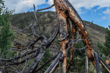 Broken dry trunk of pine tree with crooked branches after fire. Dead red bark. Forest mountains...