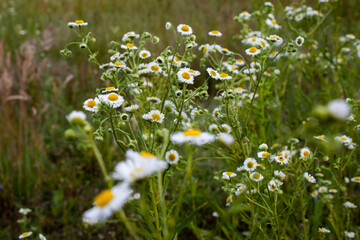 macro white flowers 