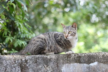 Lovely black and white tabby cat is standing on a wall, soft focus
