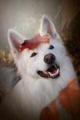  Weisser Schweizer Schäferhund im Herbst lächelt mit einem Blatt auf dem Kopf Portrait