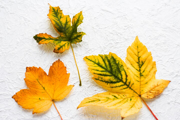 Autumn leaves on a white textured background.