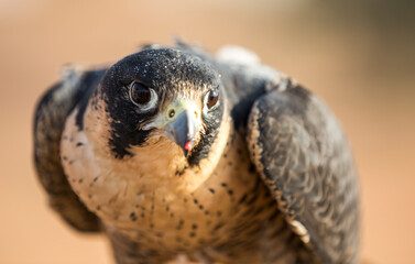 Peregrine falcon sitting on a hand of its trainer