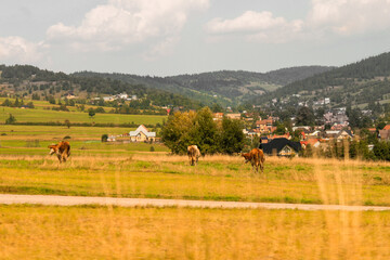 cows in mountains
