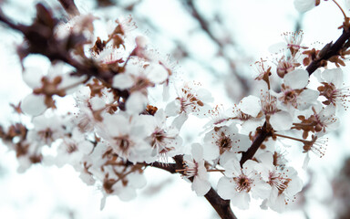 flowering tree