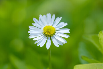 Obraz premium Wunderschönes, helles Gänseblümchen (lat. Bellis perennis) in einer hellgrünen Wiese im Hintergrund