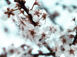 flowering tree