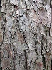 산속 오래된 나무의 껍질 표면 질감