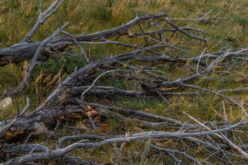 Fototapeta na wymiar Old dead gray curves twisted tree with branches felled after fire, lies on dry yellow green grass. Tragedy