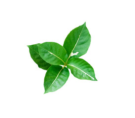 Isolated Green leaves on the white background.