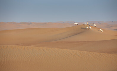 Fototapeta na wymiar arabian oryx in a desert near Dubai