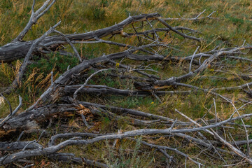 Fototapeta na wymiar Old dead gray curves twisted tree with branches felled after fire, lies on dry yellow grass. Tragedy
