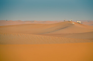 Fototapeta na wymiar arabian oryx in a desert near Dubai