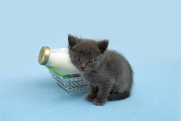 Kitten and a bottle of milk. Gray cat with food in shopping cart. Blu background. Copy space.
