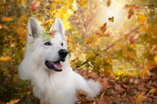 Weisser Schweizer Schäferhund im Herbst mit Blättern auf dem Kopf