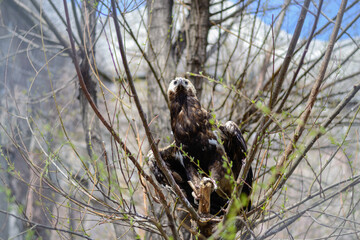 A predatory bald eagle sits on a tree and looks out for the victim. Rocks can be seen in the...